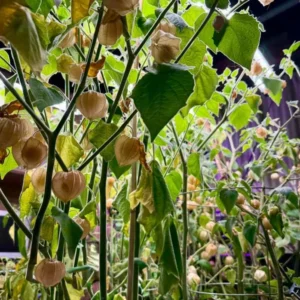 Cape Gooseberry Live Plant – Golden Berry – Outdoor – 8-10 Inch Tall – 4 Inch Pot - Image 8