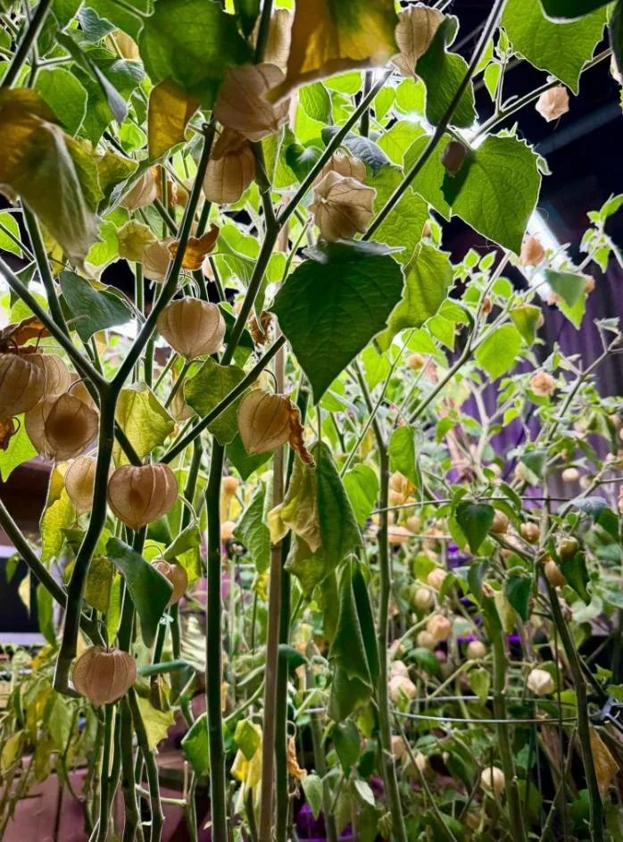 Cape Gooseberry Live Plant – Golden Berry – Outdoor – 8-10 Inch Tall – 4 Inch Pot - Image 8