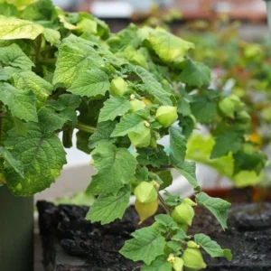 Cape Gooseberry Live Plant – Golden Berry – Outdoor – 8-10 Inch Tall – 4 Inch Pot - Image 9