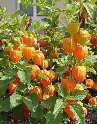 Cape Gooseberry Live Plant – Golden Berry – Outdoor – 8-10 Inch Tall – 4 Inch Pot - Image 1