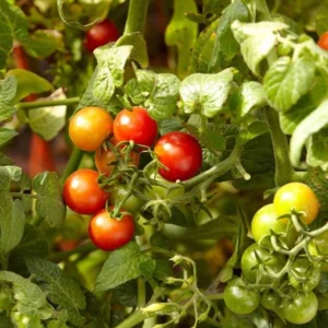 Carb Tomato Live Plant – Cherry Tomato Plant – Outdoor – 4-7 Inch Tall – Heirloom - Image 10