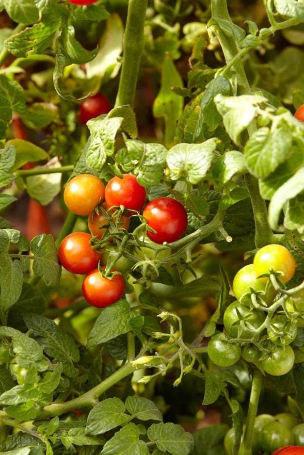 Carb Tomato Live Plant – Cherry Tomato Plant – Outdoor – 4-7 Inch Tall – Heirloom - Image 10