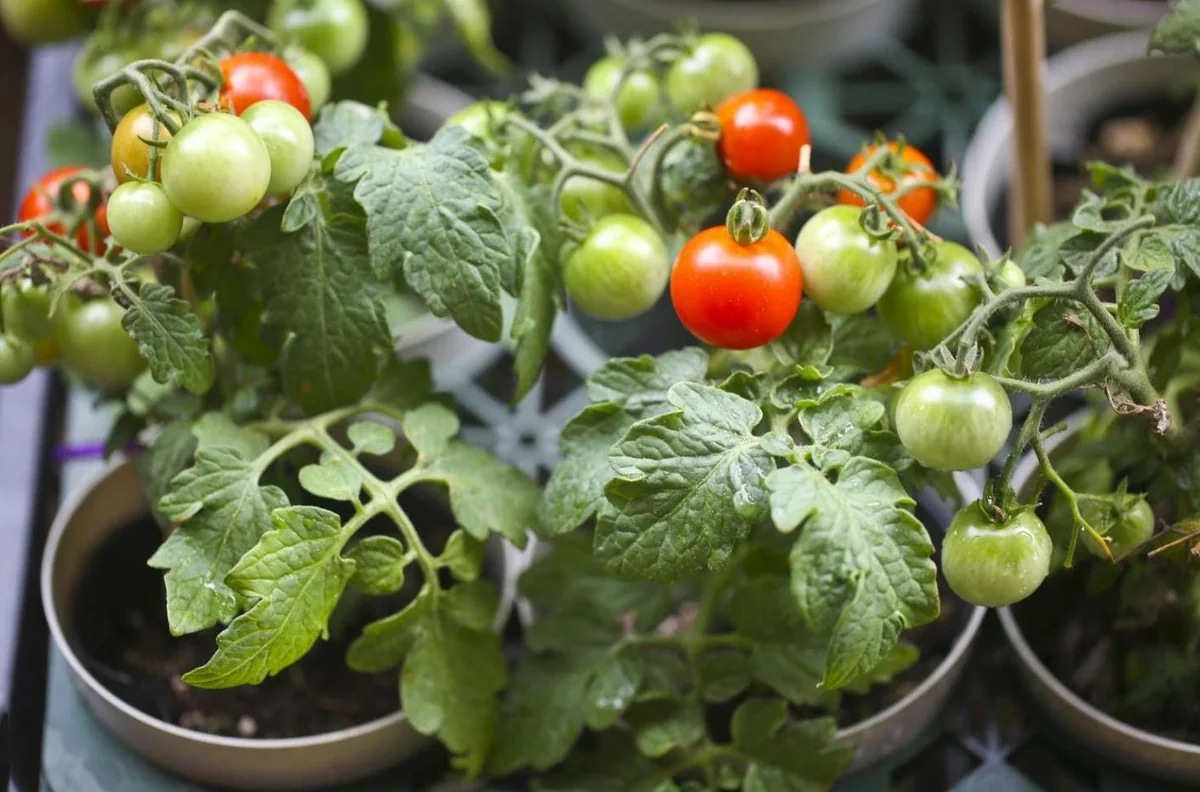 Carb Tomato Live Plant – Cherry Tomato Plant – Outdoor – 4-7 Inch Tall – Heirloom - Image 2