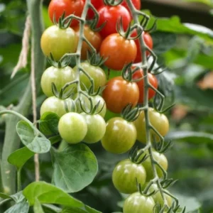 Carb Tomato Live Plant – Cherry Tomato Plant – Outdoor – 4-7 Inch Tall – Heirloom - Image 1