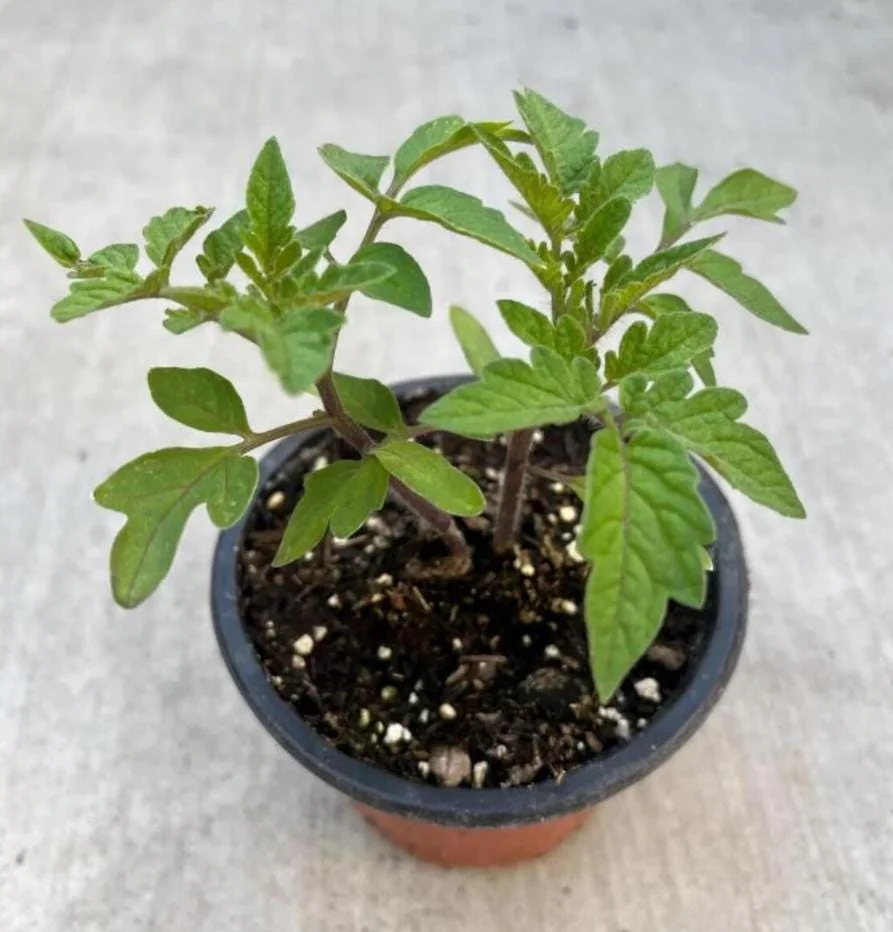Carb Tomato Live Plant – Cherry Tomato Plant – Outdoor – 4-7 Inch Tall – Heirloom - Image 4