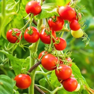 Carb Tomato Live Plant – Cherry Tomato Plant – Outdoor – 4-7 Inch Tall – Heirloom - Image 6