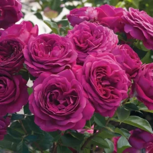 Celestial Nights Rose – Climbing Rose Live Plant – 4-7 Inches Tall – Outdoor - Image 2