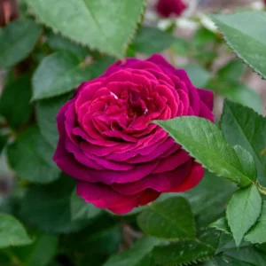 Celestial Nights Rose – Climbing Rose Live Plant – 4-7 Inches Tall – Outdoor - Image 3