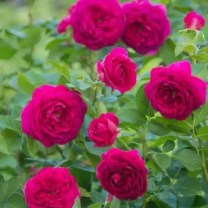 Celestial Nights Rose – Climbing Rose Live Plant – 4-7 Inches Tall – Outdoor - Image 5