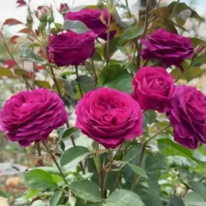 Celestial Nights Rose – Climbing Rose Live Plant – 4-7 Inches Tall – Outdoor - Image 6