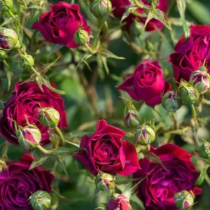 Celestial Nights Rose – Climbing Rose Live Plant – 4-7 Inches Tall – Outdoor - Image 7