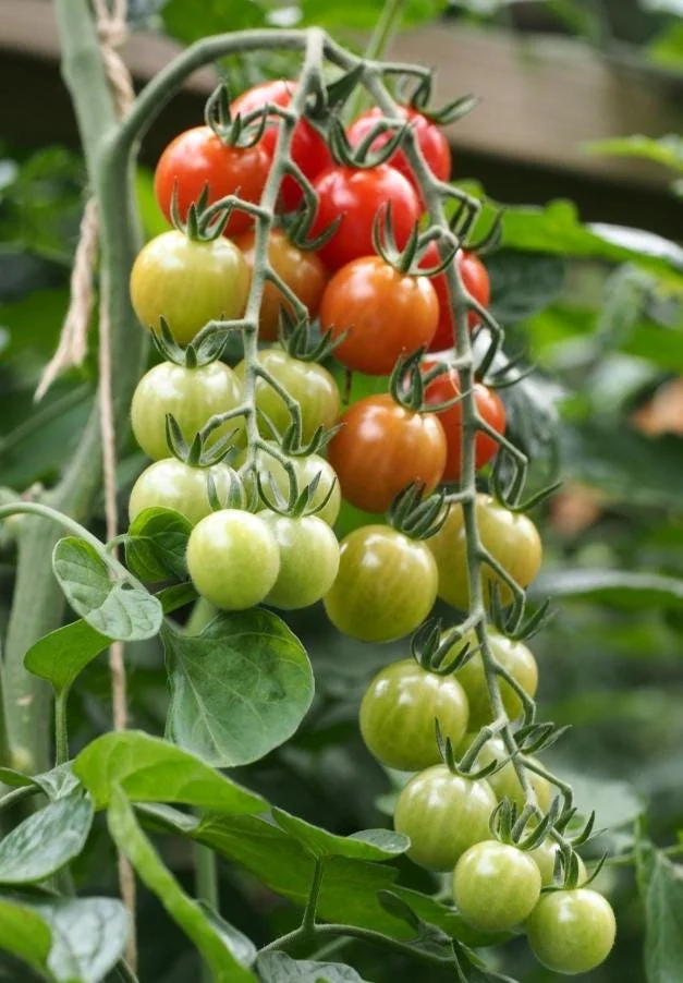 Cherry Tomato Live Plant – Heirloom Vegetable Plant – 4-7 Inch Tall – Outdoor - Image 10