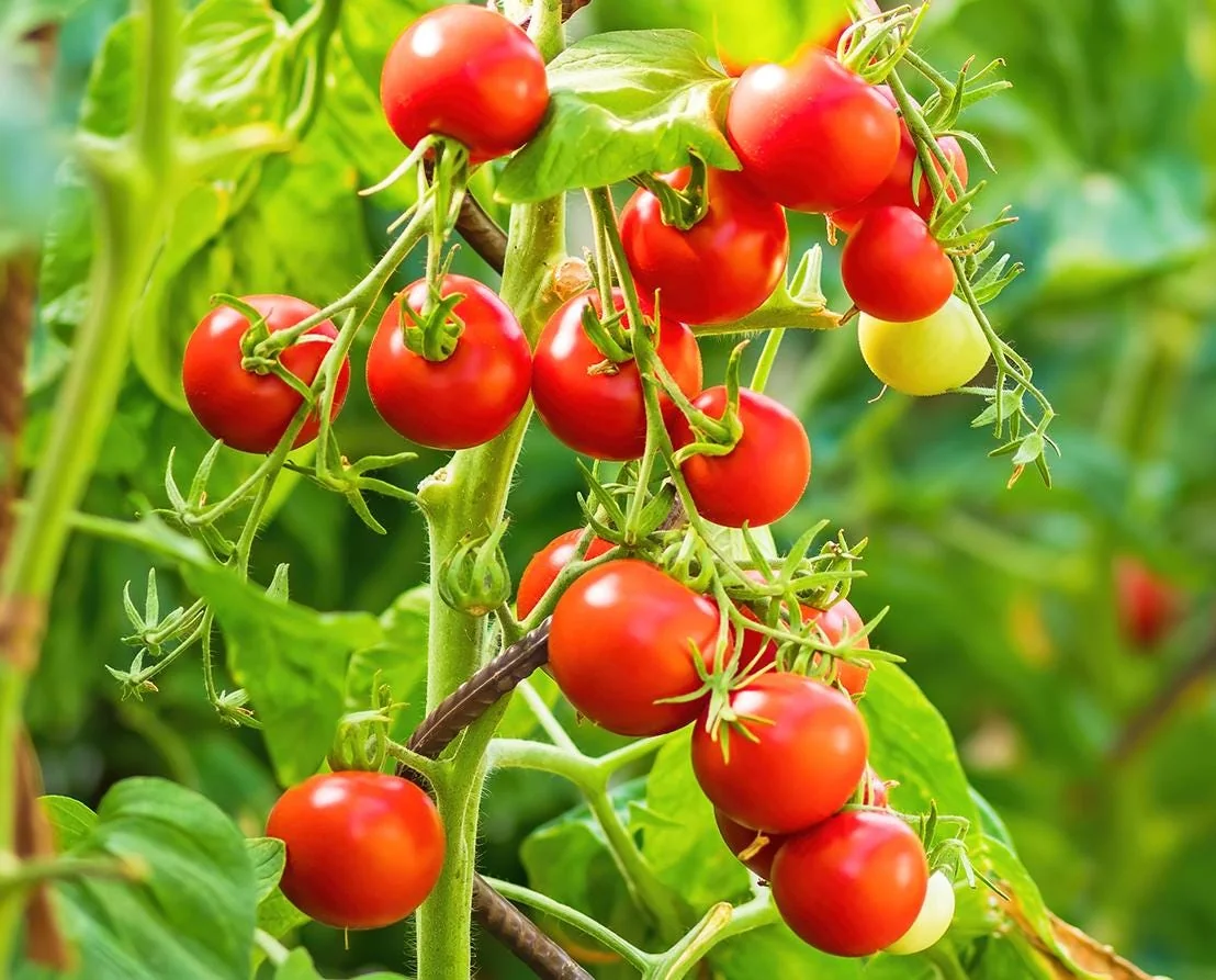 Cherry Tomato Live Plant – Heirloom Vegetable Plant – 4-7 Inch Tall – Outdoor - Image 2
