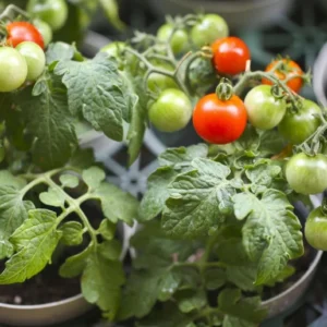 Cherry Tomato Live Plant – Heirloom Vegetable Plant – 4-7 Inch Tall – Outdoor - Image 3