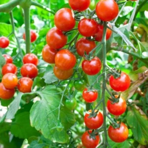 Cherry Tomato Live Plant – Heirloom Vegetable Plant – 4-7 Inch Tall – Outdoor - Image 1