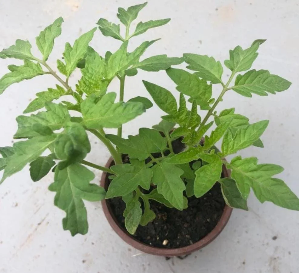 Cherry Tomato Live Plant – Heirloom Vegetable Plant – 4-7 Inch Tall – Outdoor - Image 6