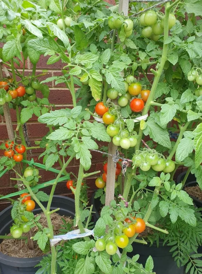 Cherry Tomato Live Plant – Heirloom Vegetable Plant – 4-7 Inch Tall – Outdoor - Image 8