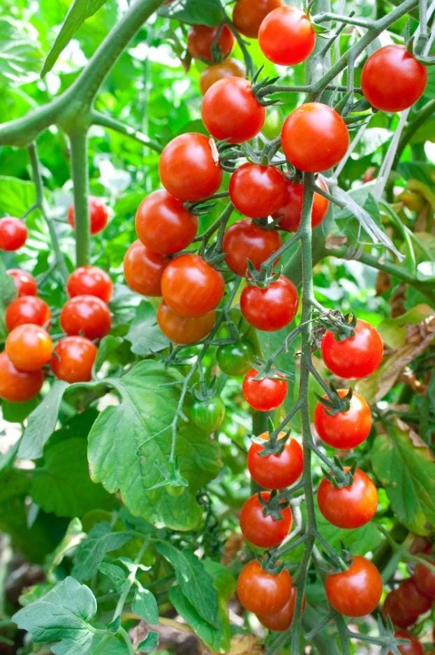 Cherry Tomato Live Plant – Heirloom Vegetable Plant – 4-7 Inch Tall – Outdoor - Image 1