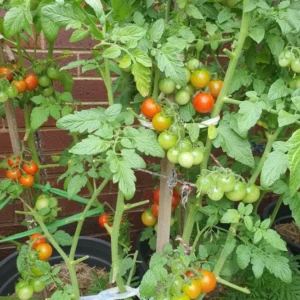 Cherry Tomato Live Plant – Sweet Tomato – 4 Inch Pot – Outdoor - Image 10