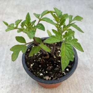 Cherry Tomato Live Plant – Sweet Tomato – 4 Inch Pot – Outdoor - Image 6