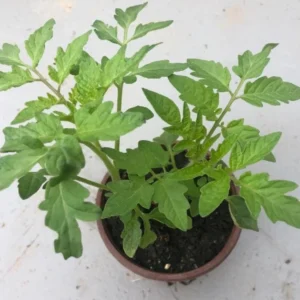 Cherry Tomato Live Plant – Sweet Tomato – 4 Inch Pot – Outdoor - Image 7