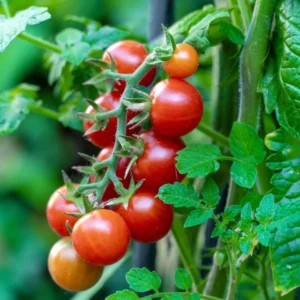 Cherry Tomato Live Plant – Sweet Tomato – 4 Inch Pot – Outdoor - Image 8