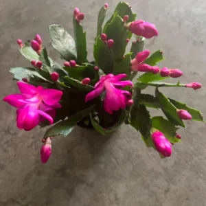 Christmas Cactus Live Plant – Holiday Indoor/Outdoor Houseplant – 6-8
