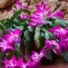 Christmas Cactus Live Plant – Schlumbergera – 6-8" Tall – Indoor/Outdoor – 4" Pot - Image 1