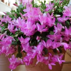 Christmas Cactus Live Plant – Schlumbergera – 6-8