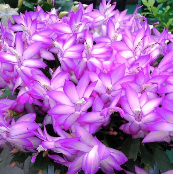 Christmas Cactus Live Plant – Schlumbergera – 6-8" Tall – Indoor/Outdoor – 4" Pot - Image 3