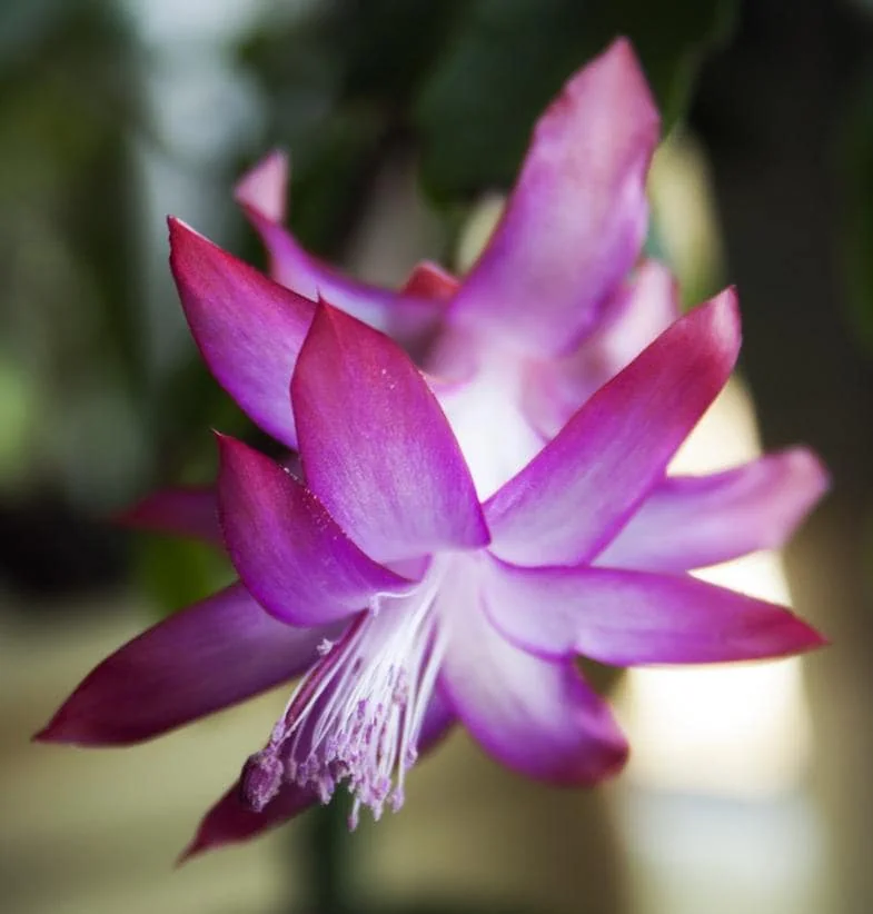 Christmas Cactus Live Plant – Schlumbergera – 6-8" Tall – Indoor/Outdoor – 4" Pot - Image 5