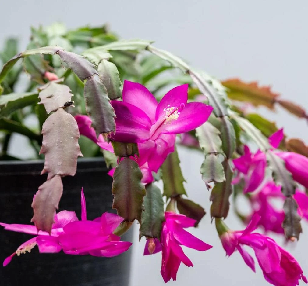 Christmas Cactus Live Plant – Schlumbergera – 6-8" Tall – Indoor/Outdoor – 4" Pot - Image 6