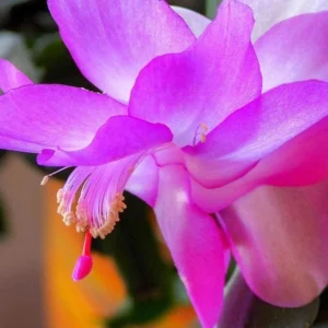 Christmas Cactus Live Plant – Schlumbergera – 6-8