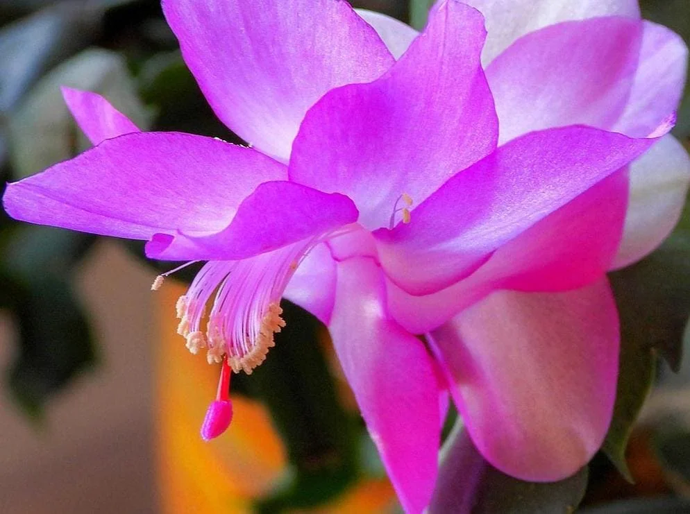 Christmas Cactus Live Plant – Schlumbergera – 6-8" Tall – Indoor/Outdoor – 4" Pot - Image 7