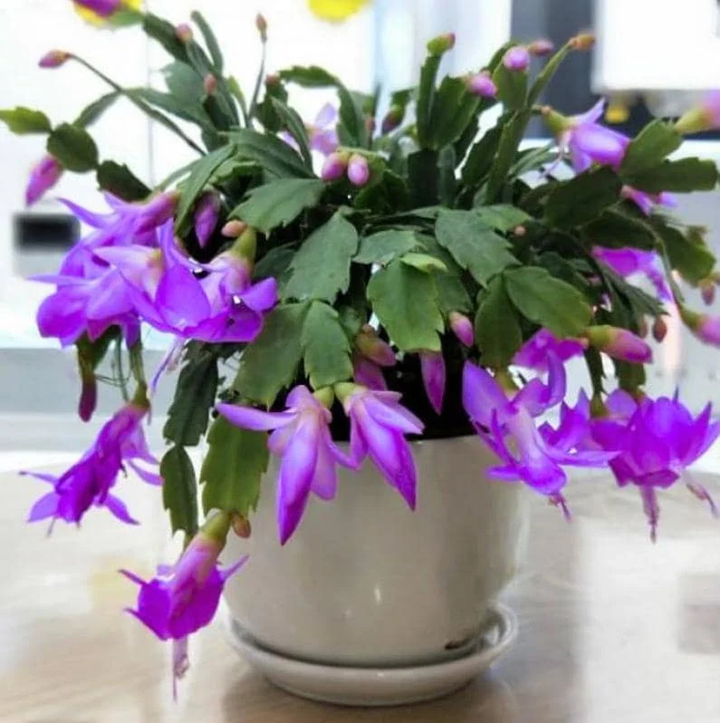 Christmas Cactus Live Plant – Schlumbergera – 6-8" Tall – Indoor/Outdoor – 4" Pot - Image 8
