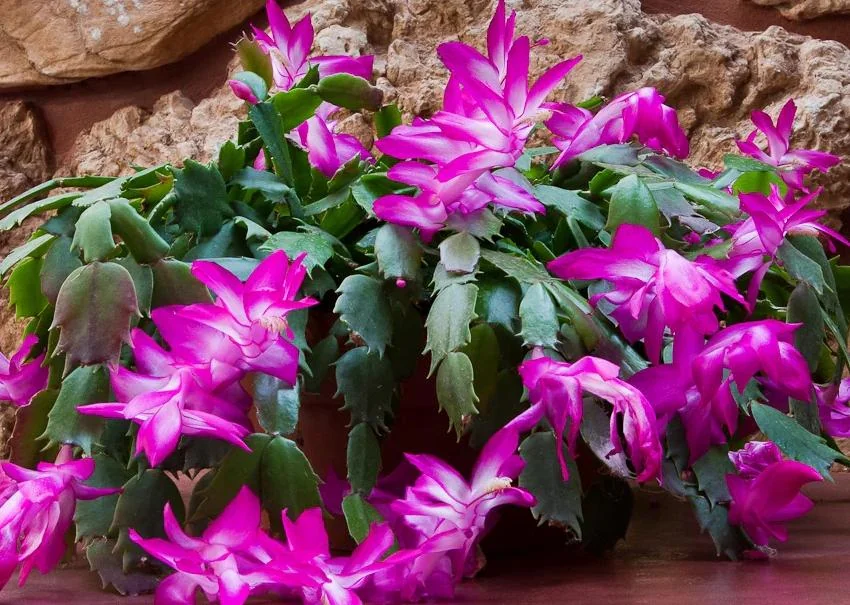 Christmas Cactus Live Plant – Schlumbergera – 6-8" Tall – Indoor/Outdoor – 4" Pot - Image 1