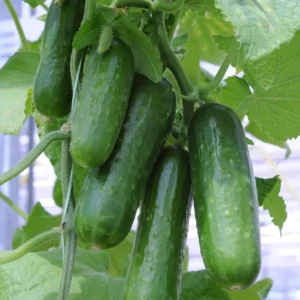 Cucumber Plants Live – Cucumber – Live plant – 6-8 Inches Tall – 4 Inch Pot – 2 Plants - Image 10
