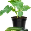 Cucumber Plants Live – Cucumber – Live plant – 6-8 Inches Tall – 4 Inch Pot – 2 Plants - Image 1