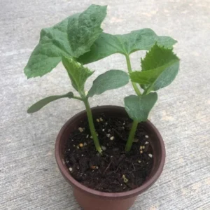 Cucumber Plants Live – Cucumber – Live plant – 6-8 Inches Tall – 4 Inch Pot – 2 Plants - Image 3