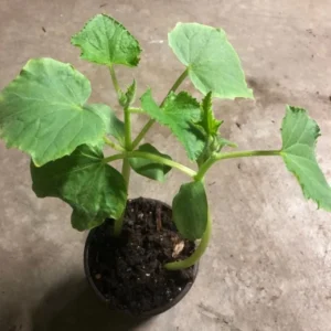 Cucumber Plants Live – Cucumber – Live plant – 6-8 Inches Tall – 4 Inch Pot – 2 Plants - Image 4