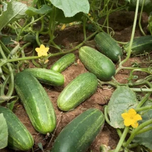 Cucumber Plants Live – Cucumber – Live plant – 6-8 Inches Tall – 4 Inch Pot – 2 Plants - Image 5