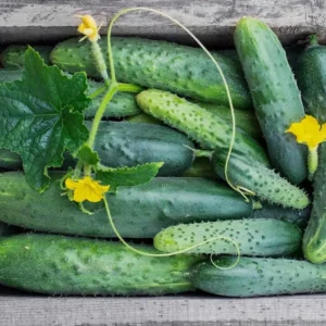 Cucumber Plants Live – Cucumber – Live plant – 6-8 Inches Tall – 4 Inch Pot – 2 Plants - Image 9