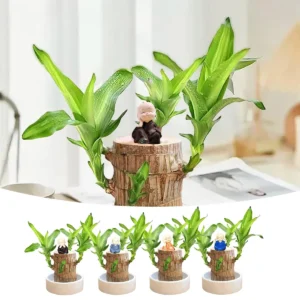 Lucky Fortune Hydroponic Corn Plant for Indoor Outdoor (Wood no buds 1 to 2 ft Tall) - Image 1