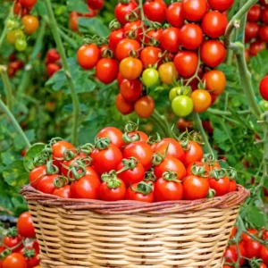 Cherry Tomato Live Plant – Sweet Tomato – 4 Inch Pot – Outdoor - Image 5