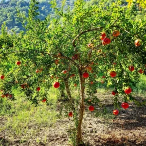 Potted Wonderful Pomegranate Tree – Live plant – Size 5-8 inches tall – Outdoor - Image 4