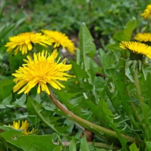 Dandelion Plant – Live Dandelion Plants – Outdoor – 4 Inch Pot - Image 7