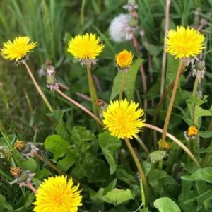 Dandelion Plant – Live Plant – 4 Inch Pot – Outdoor - Image 10