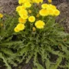 Dandelion Plant – Live Plant – 4 Inch Pot – Outdoor - Image 1