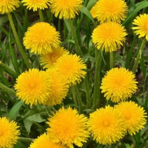 Dandelion Plant – Live Plant – 4 Inch Pot – Outdoor - Image 2