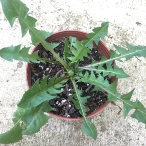 Dandelion Plant – Live Plant – 4 Inch Pot – Outdoor - Image 3